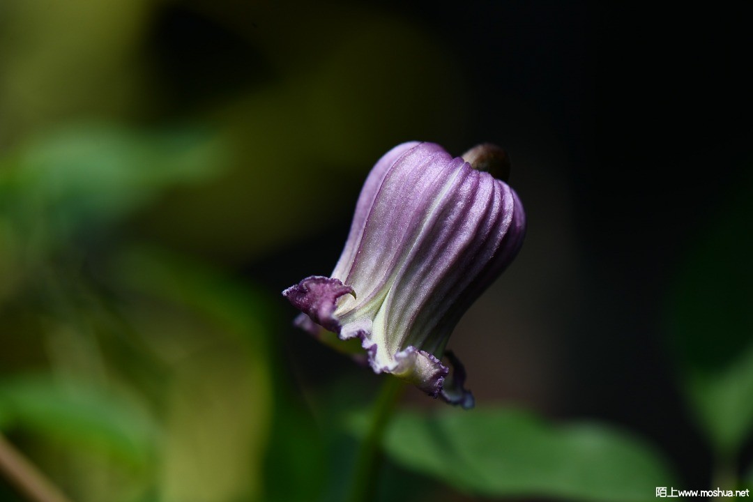 DSC_6194.JPG