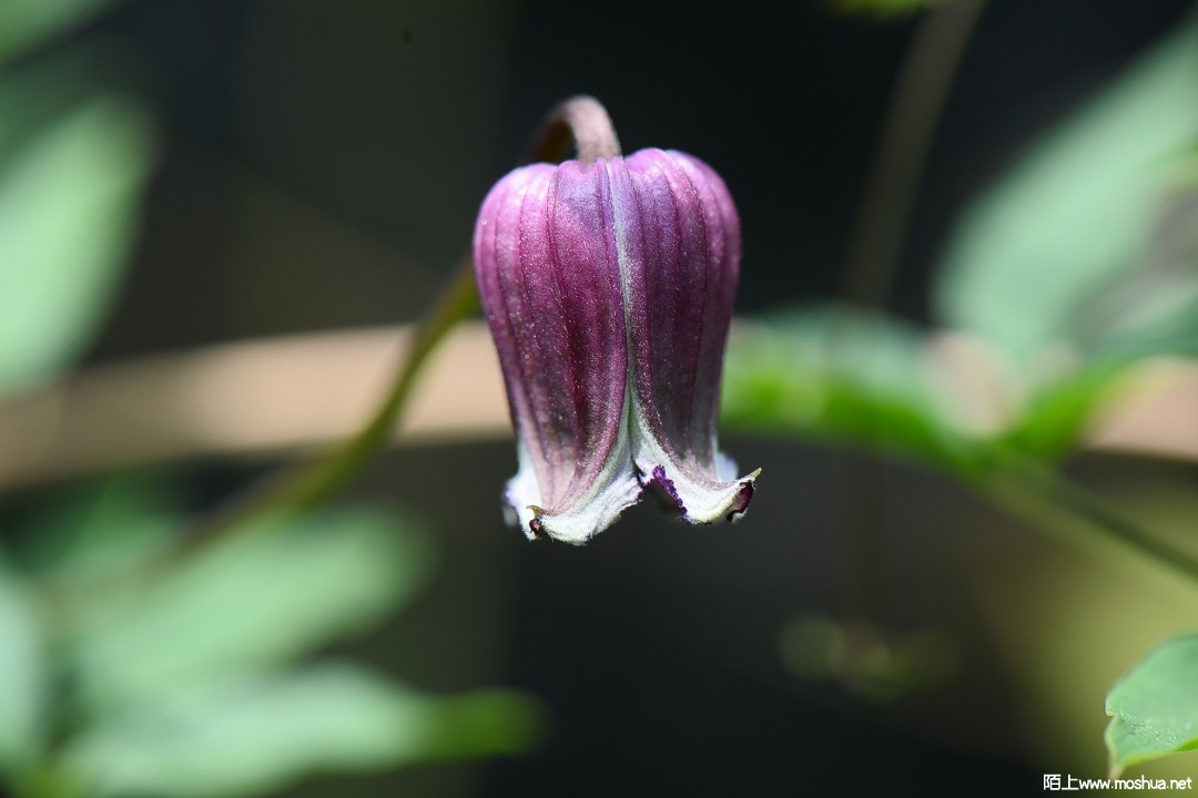 DSC_6239.JPG