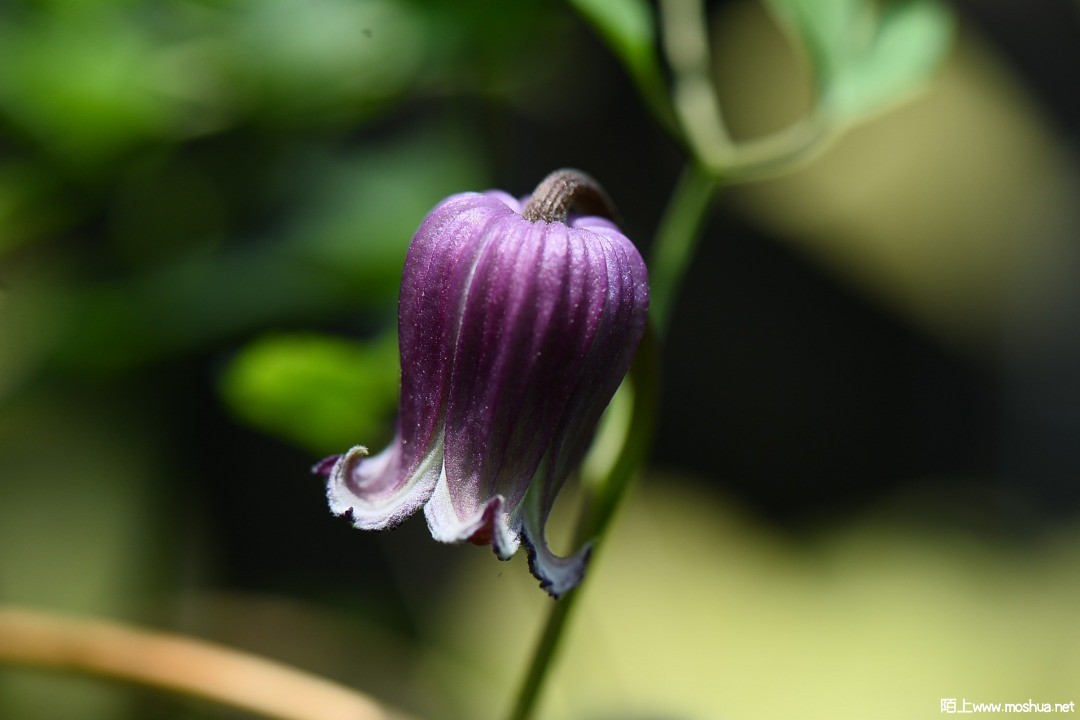 DSC_6242.JPG