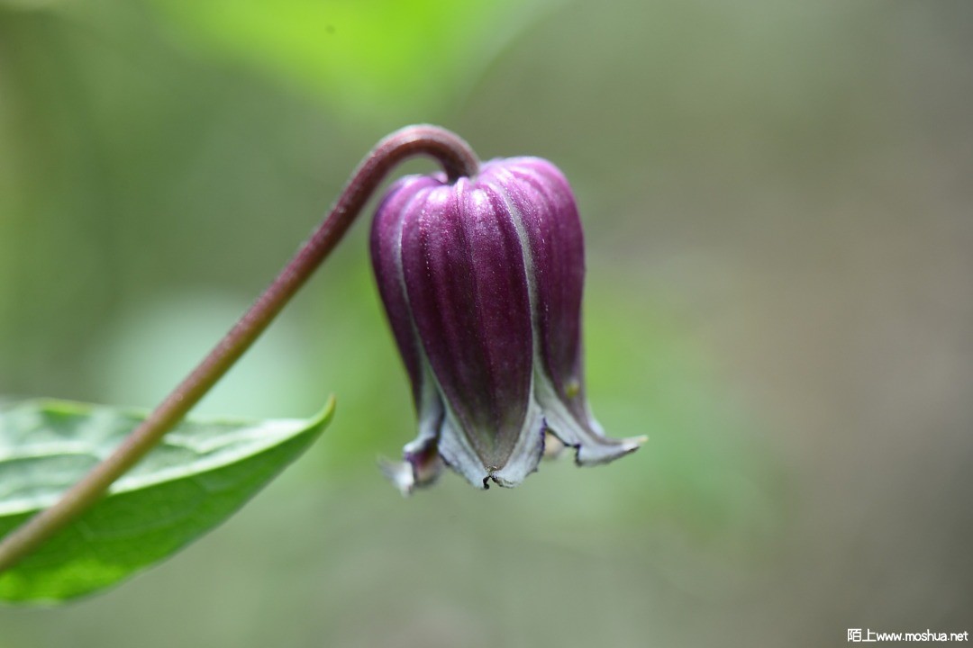 DSC_6251.JPG