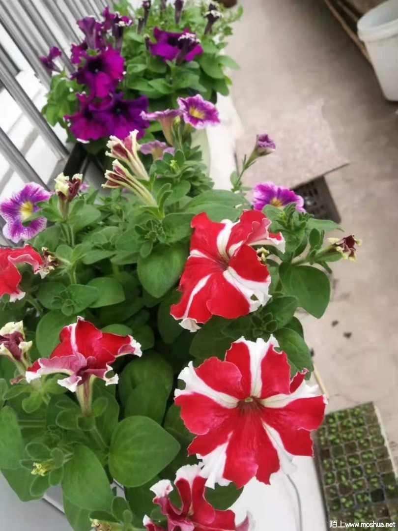 ΢��ͼƬ_20210419191404.jpg