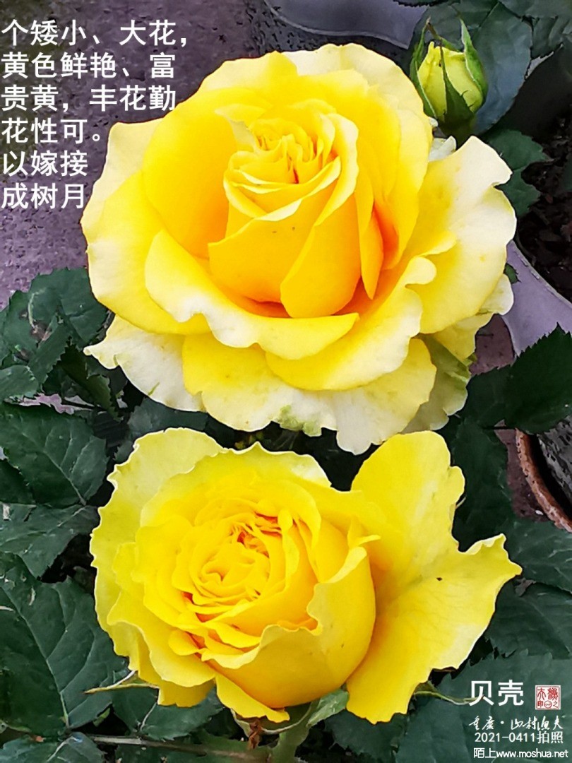 IMG_20210413_065916.jpg
