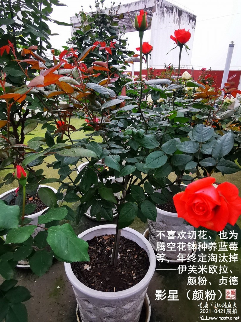 IMG_20210421_072717-G.jpg