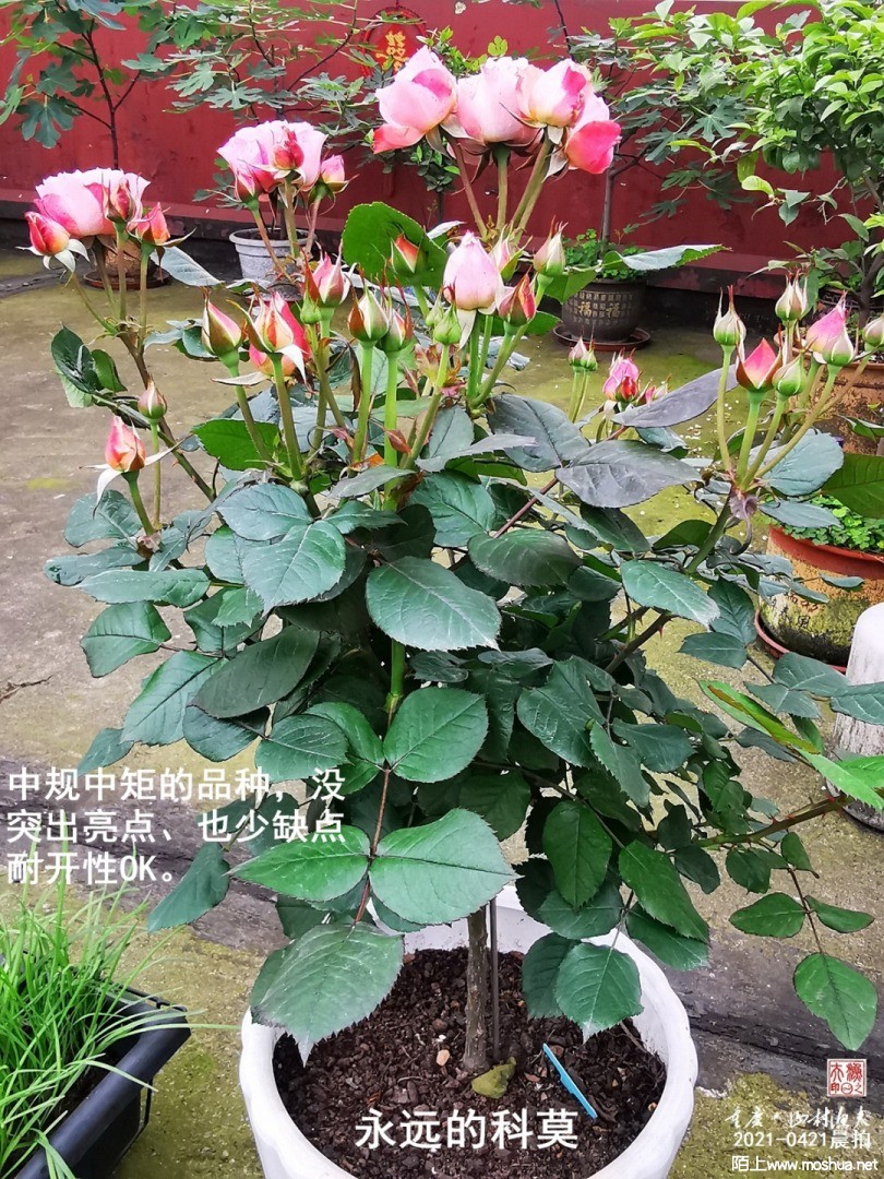 IMG_20210421_074948-G.jpg