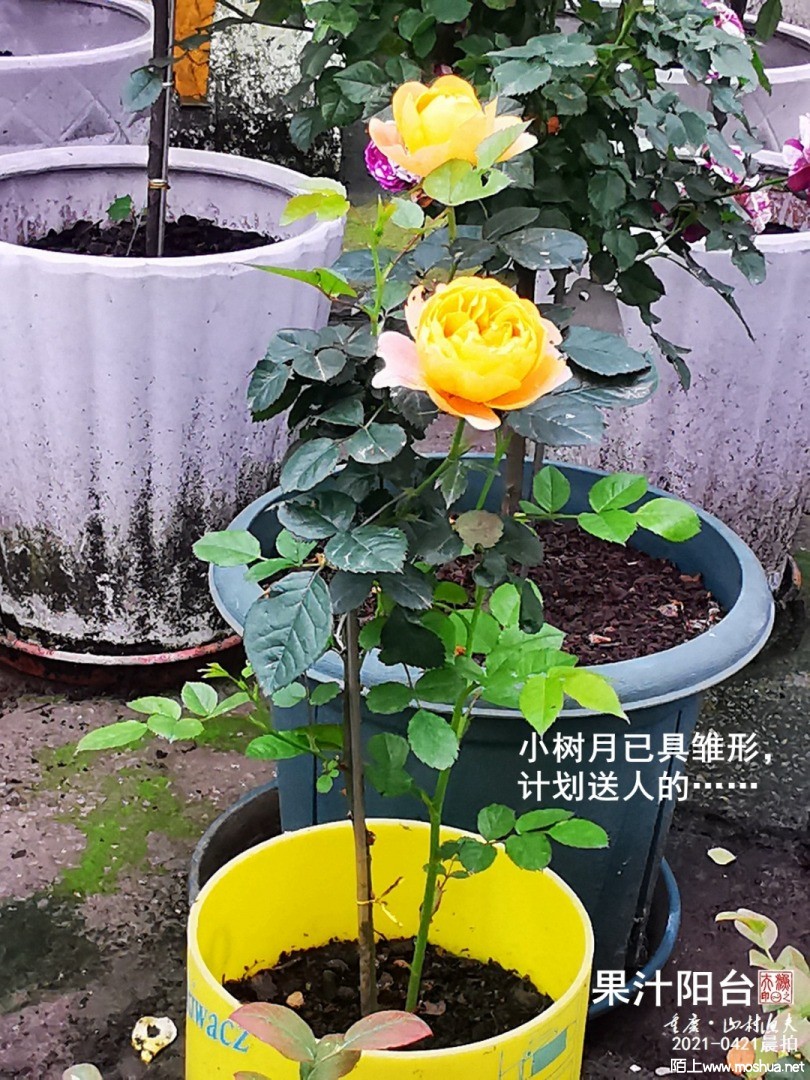 IMG_20210421_075611-G.jpg
