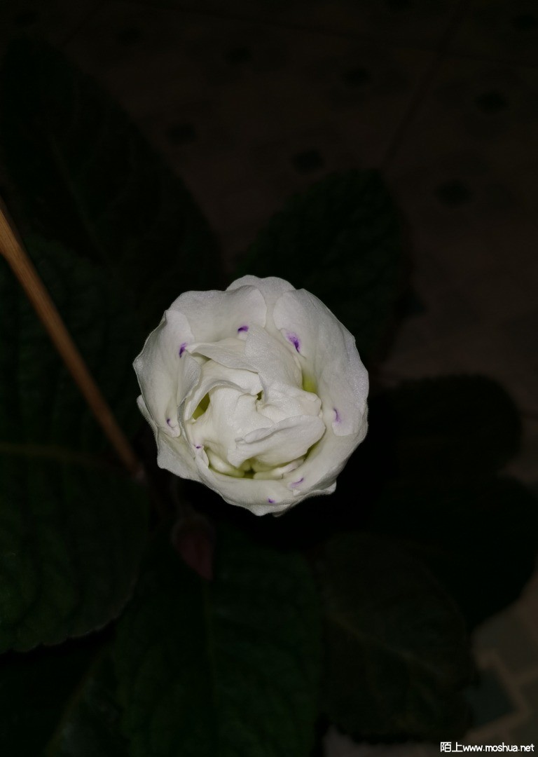 IMG_20210421_223854.jpg