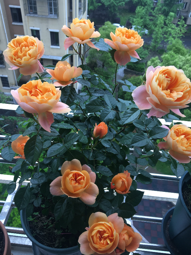 06241005-3F0C-4916-9A4A-E29CA636196E.jpeg