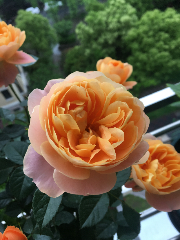390B6877-E7DA-44F7-8D91-7716D956BD4B.jpeg