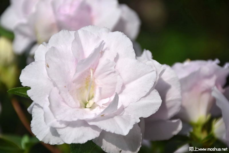 DSC_01790179.JPG