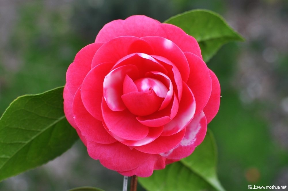 ����˿���� (14).JPG