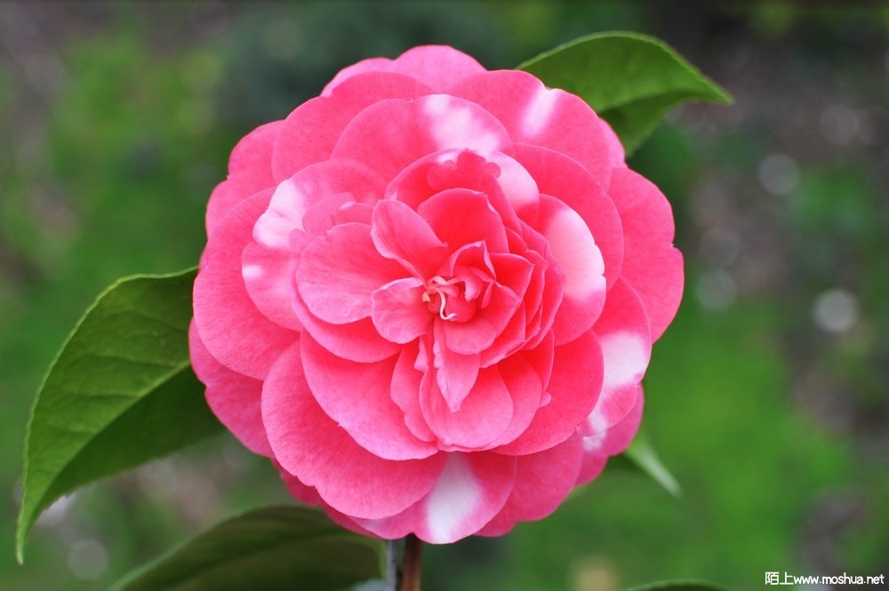 ����˿���� (15).JPG