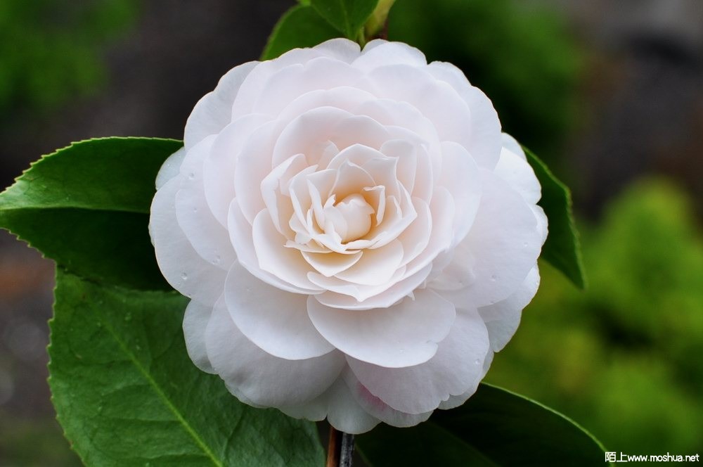 ���� (18).JPG