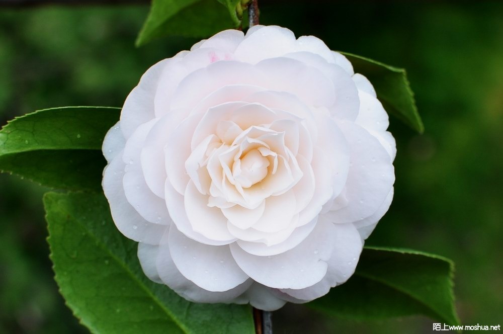 ���� (21).JPG