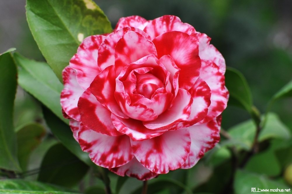 ���� (48).JPG