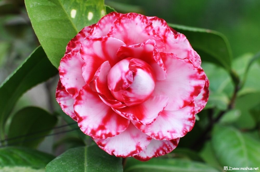 ���� (37).JPG