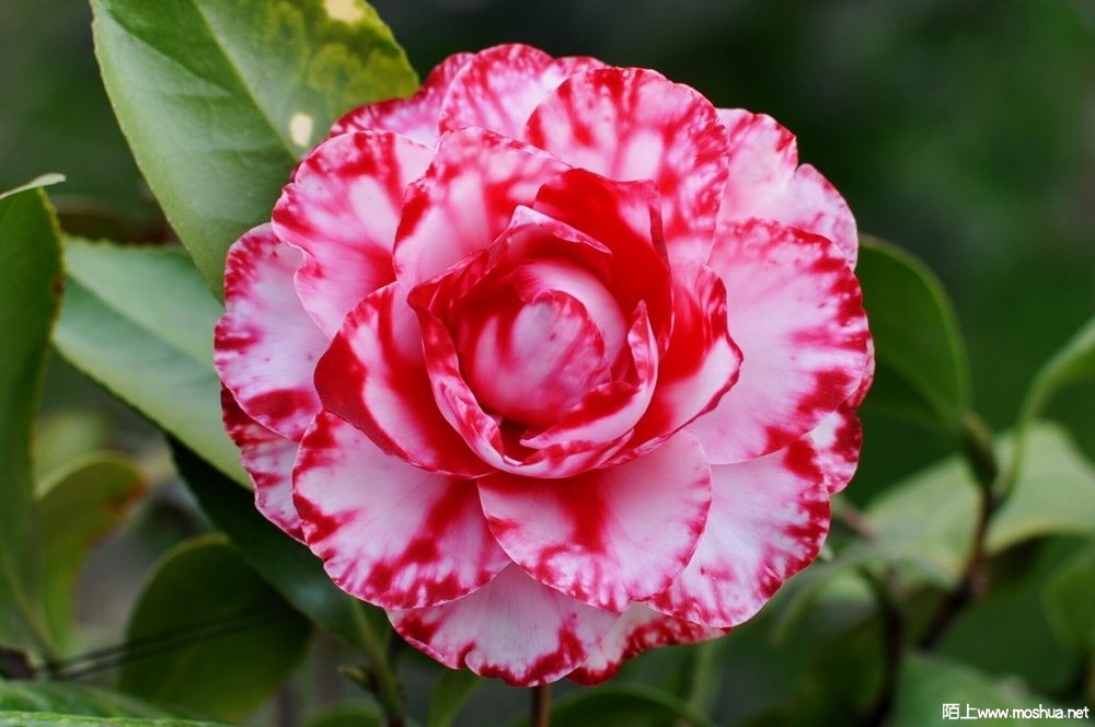 ���� (38).JPG