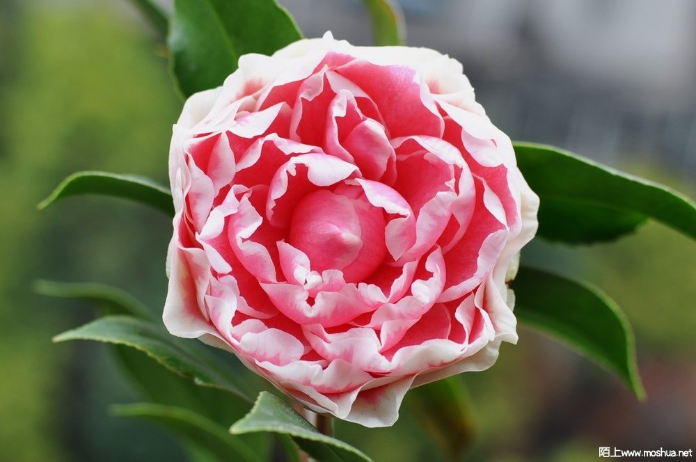 ���y�� (36).JPG