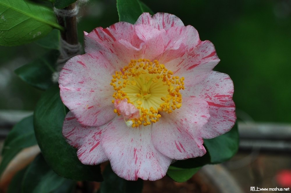 ��˹���� (24).JPG