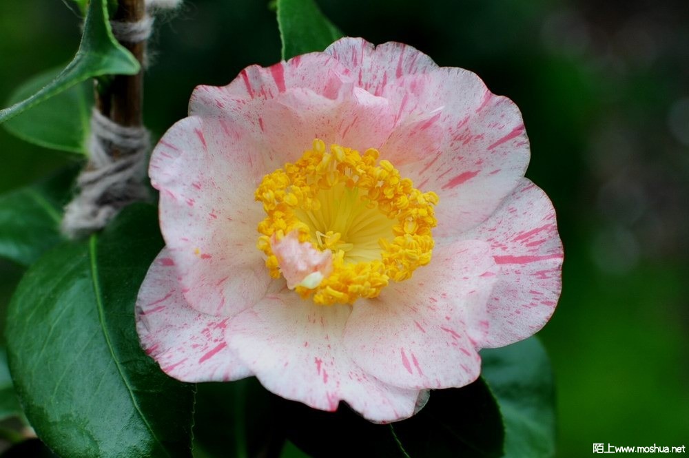 ��˹���� (20).JPG