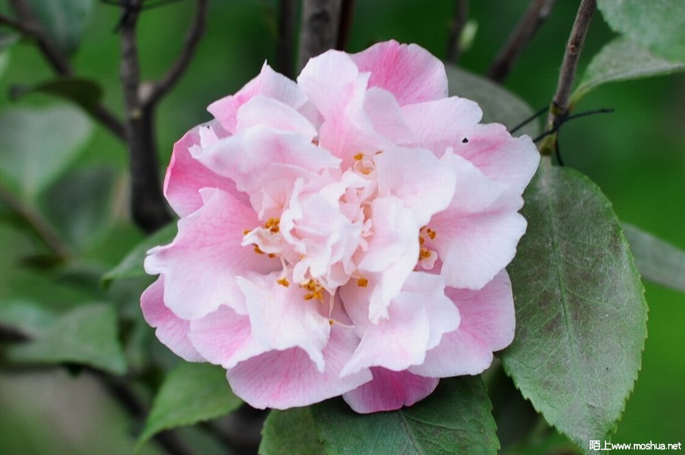 ܽ���㲨 (41).JPG