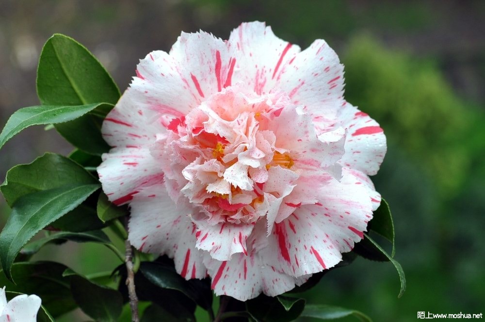 ����˹��-���� (24).JPG