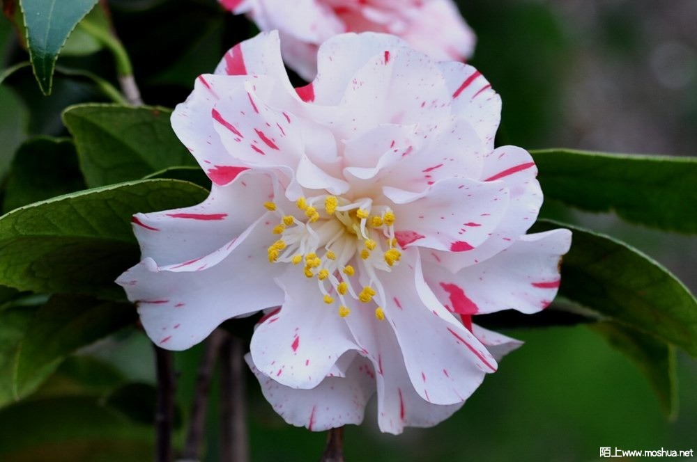 ����˹��-���� (19).JPG