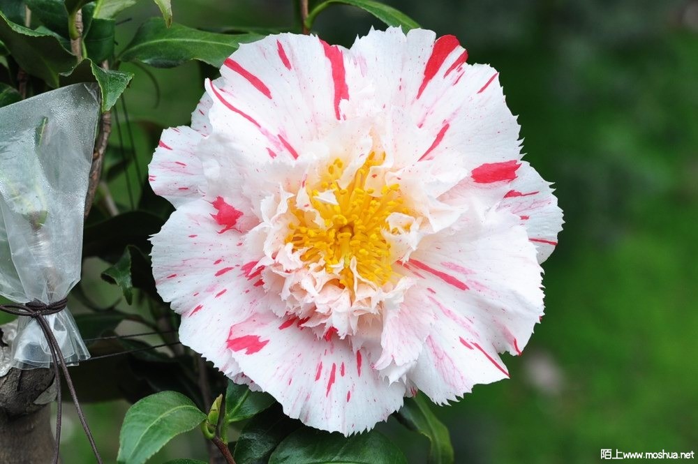 ����˹�� (66).JPG