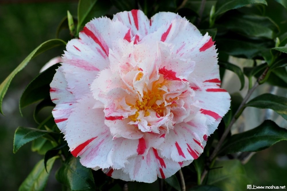 ����˹�� (68).JPG