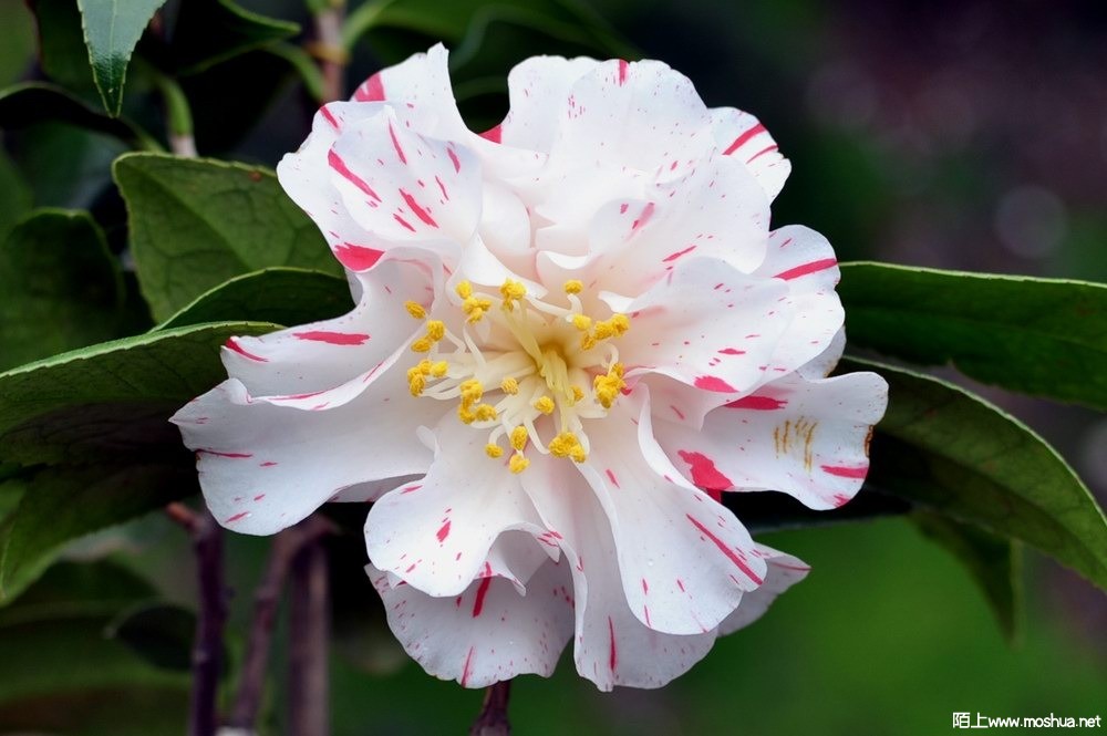 ����˹��-���� (25).JPG