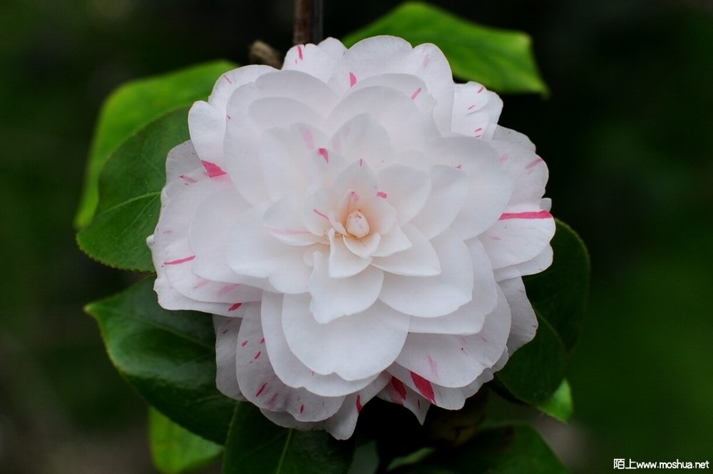 ���� (22).JPG