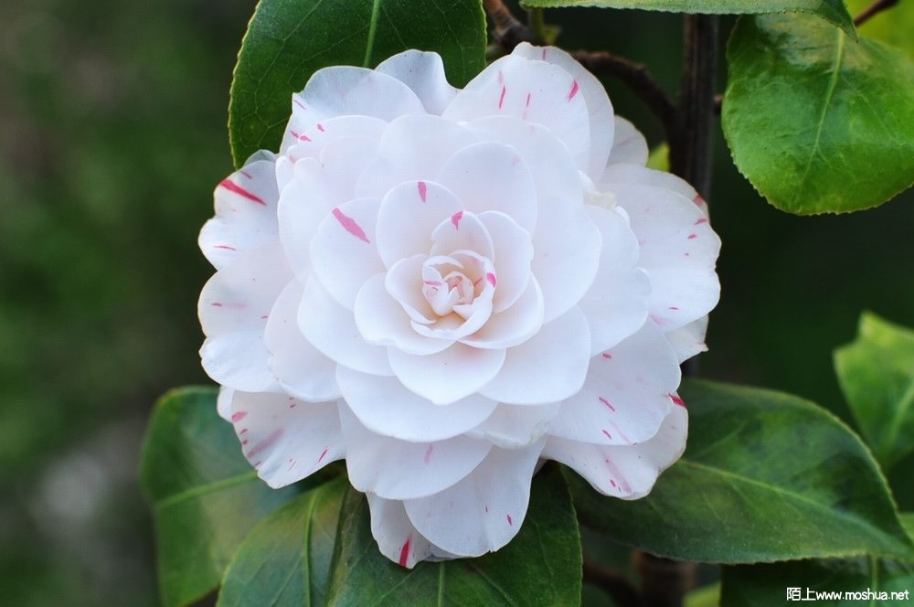 ���� (24).JPG