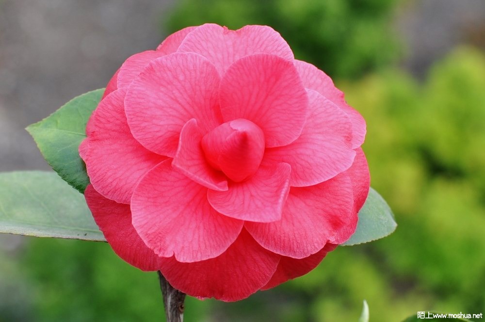 ����õ��� (17).JPG