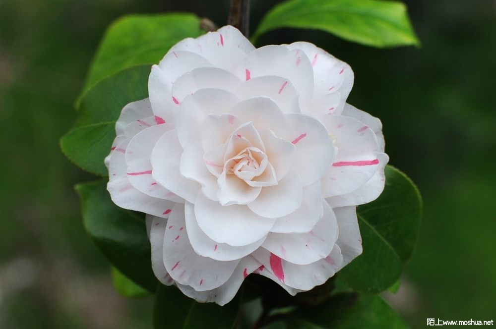 ���� (17).JPG