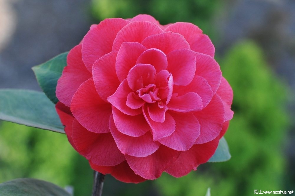 ����õ��� (22).JPG