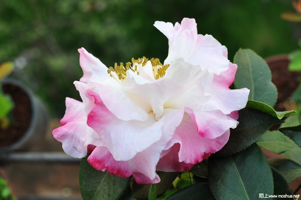 ɪ����-��� (91).JPG