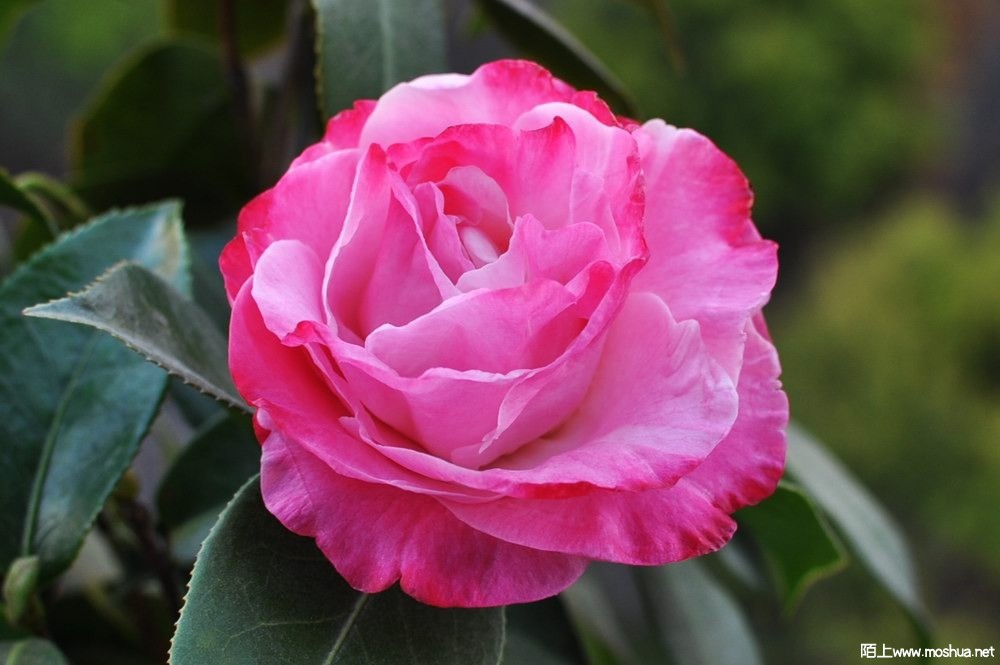 ɪ����-��� (72).JPG