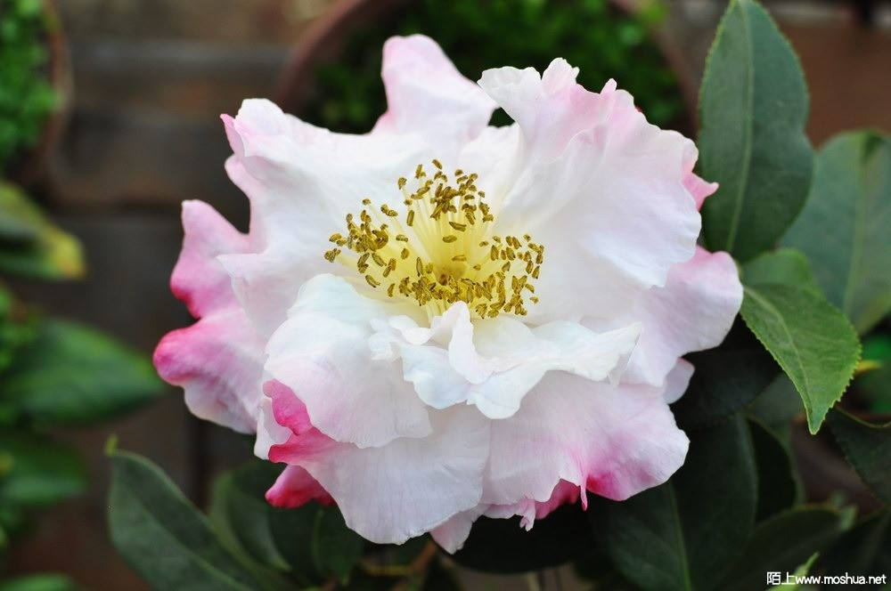 ɪ����-��� (92).JPG