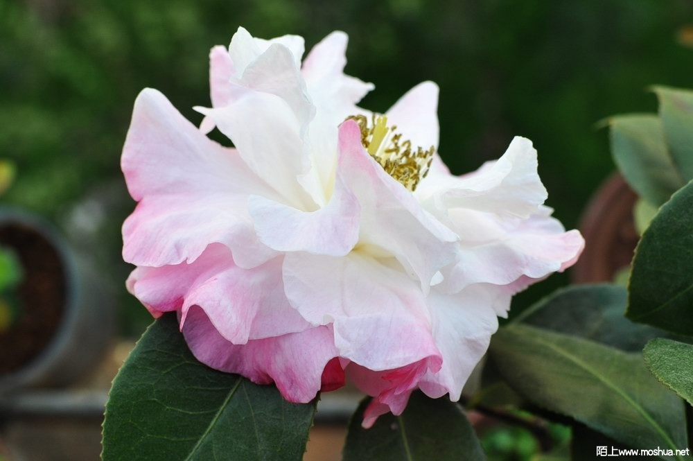 ɪ����-��� (95).JPG