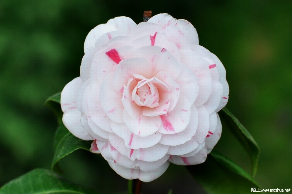 �������� (3).JPG