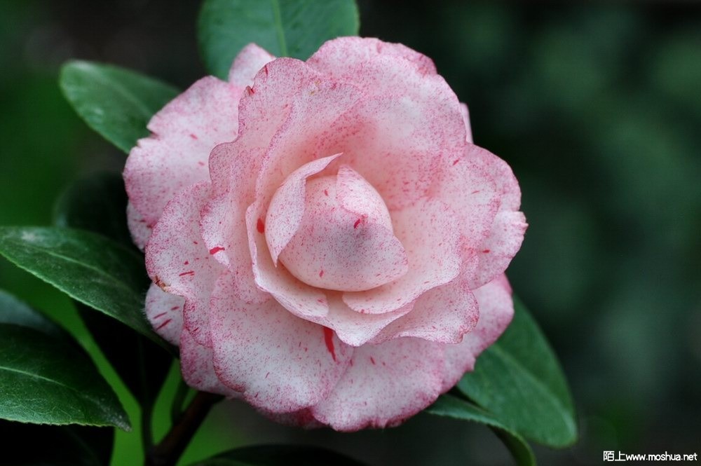 ������ (20).JPG