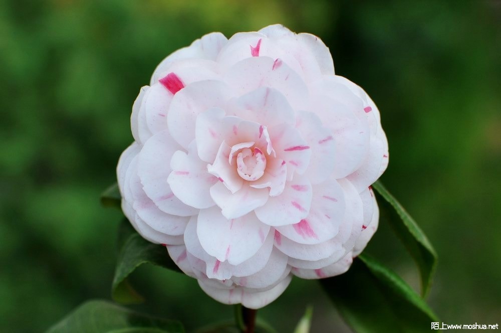 �������� (9).JPG