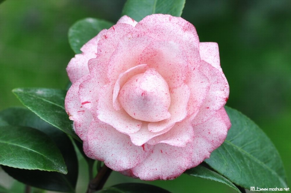 ������ (16).JPG