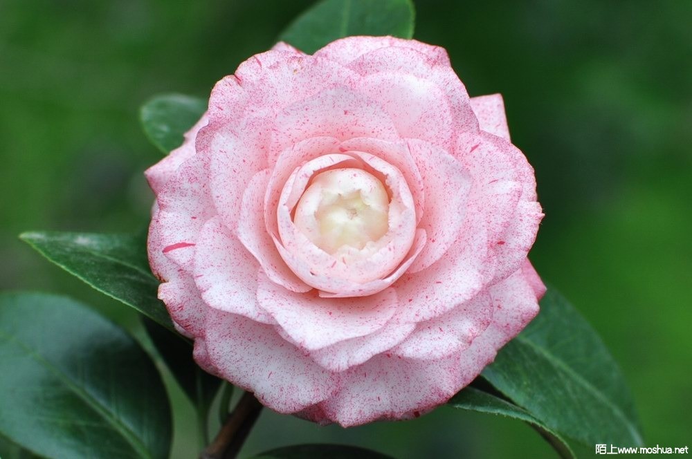 ������ (26).JPG