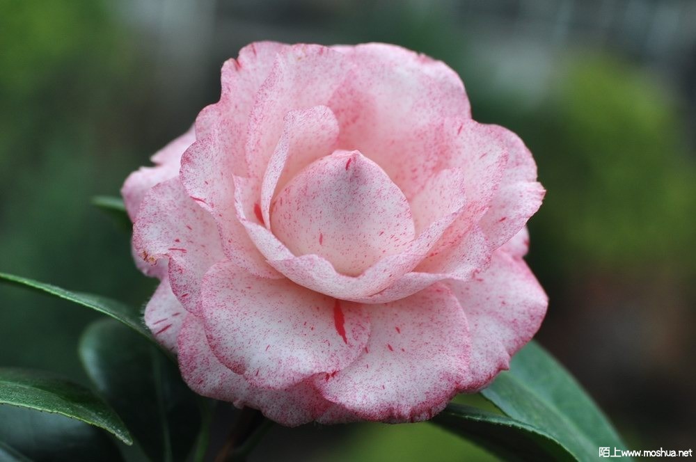 ������ (21).JPG