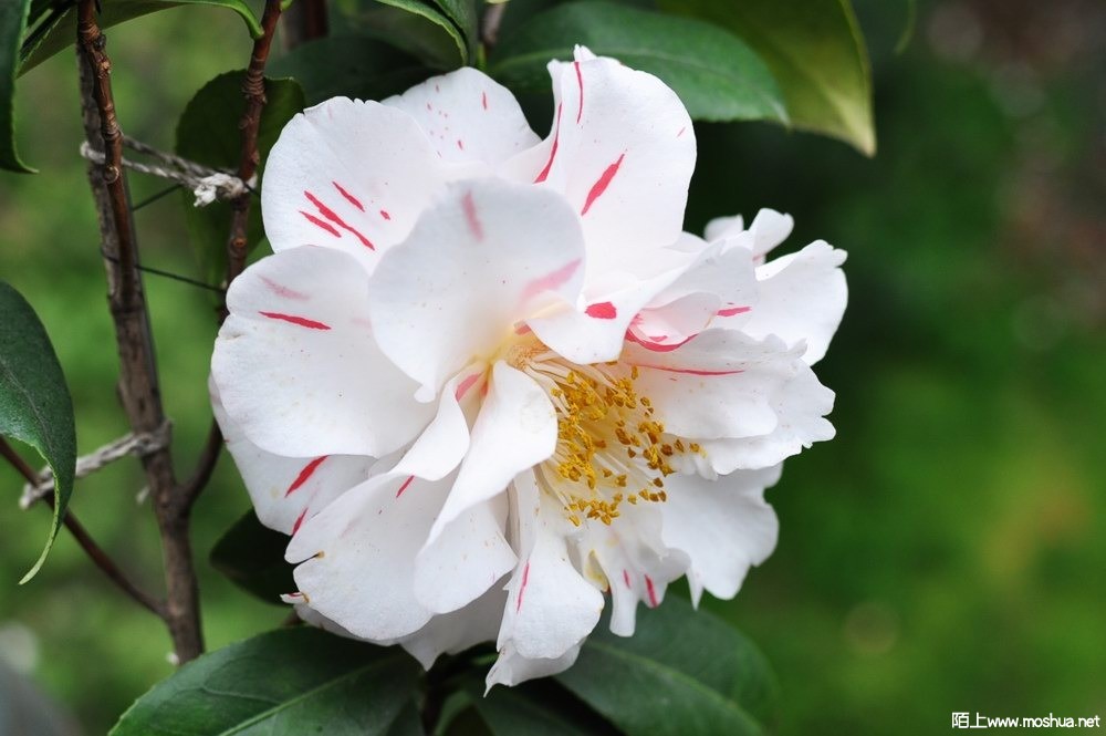 ���� (60).JPG