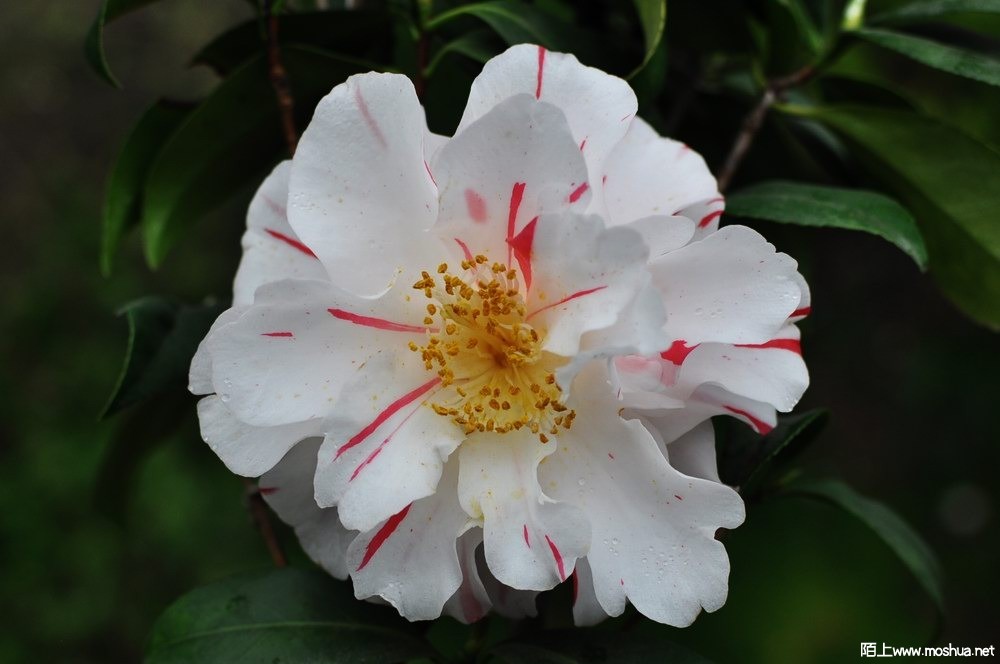 ���� (52).JPG