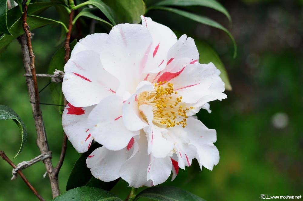 ���� (61).JPG