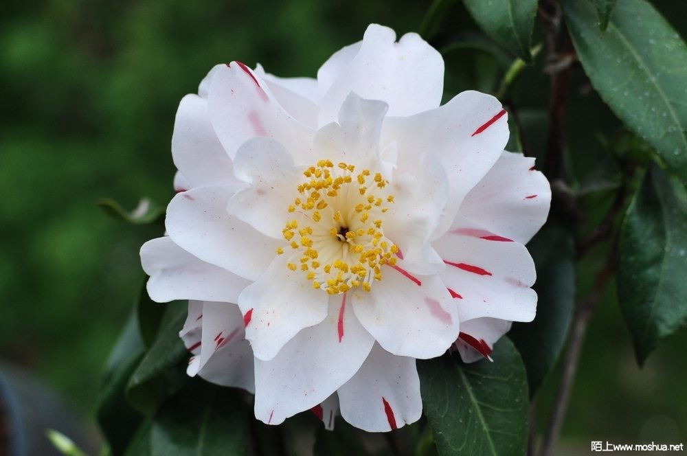 ���� (74).JPG