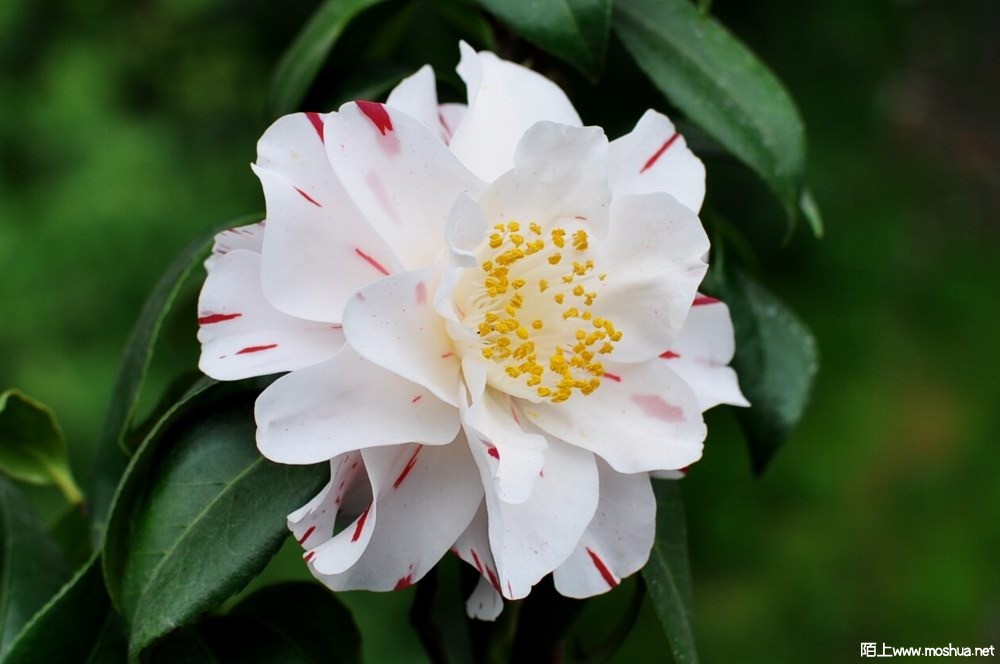 ���� (78).JPG