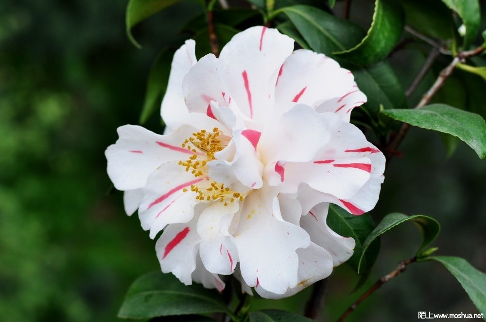 ���� (63).JPG